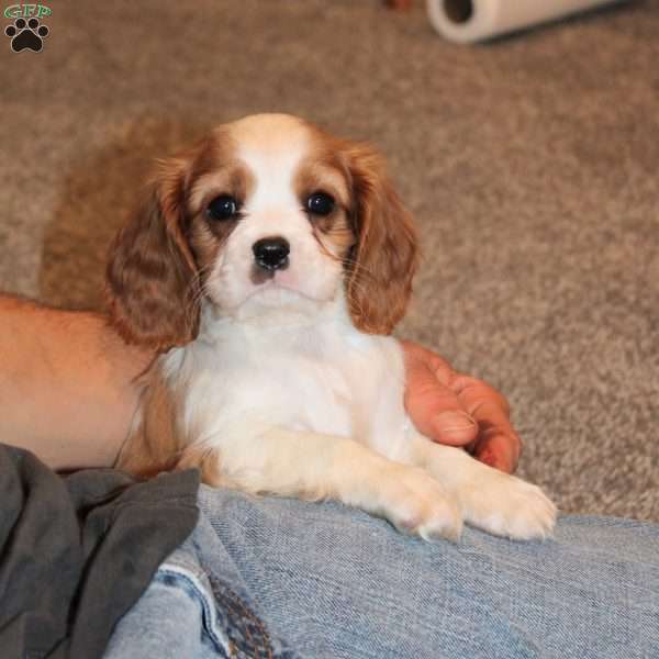 Clara, Cavalier King Charles Spaniel Puppy